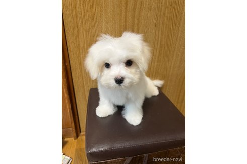 成約済の福岡県のマルチーズ-326304の13枚目