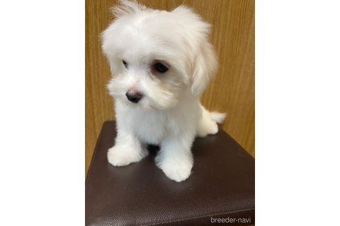 成約済の福岡県のマルチーズ-326304の12枚目