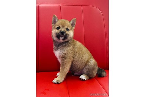 成約済の熊本県の柴犬-340737の1枚目