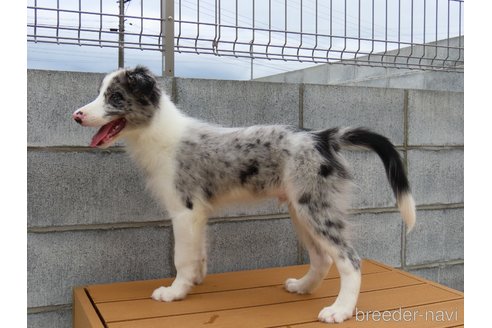 成約済の茨城県のボーダーコリー-335114の6枚目