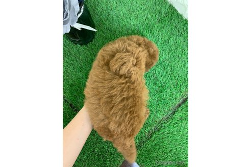 成約済の岡山県のトイプードル-342260の8枚目