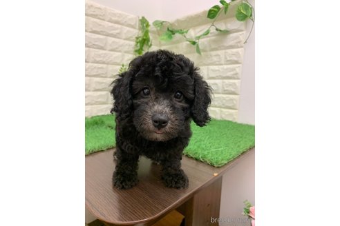 成約済の岡山県のビションプー:ビションフリーゼ×トイプードル-342268の1枚目