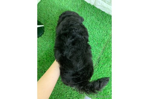 成約済の岡山県のビションプー:ビションフリーゼ×トイプードル-342268の3枚目