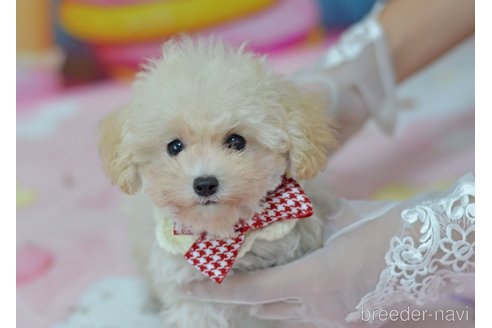 成約済の埼玉県のティーカッププードル-342270の3枚目