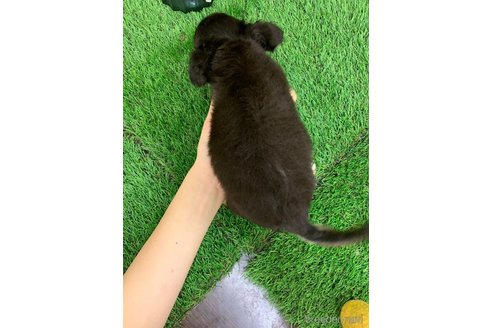 成約済の岡山県のチワワ(ロングコート)-342276の4枚目