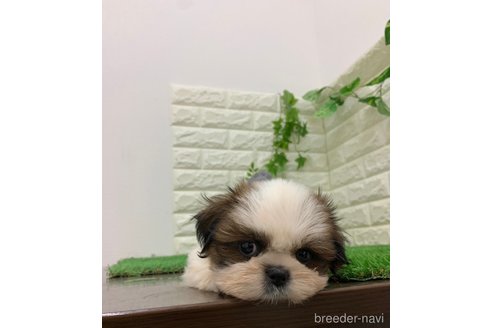 成約済の岡山県のシーズー-342277の9枚目