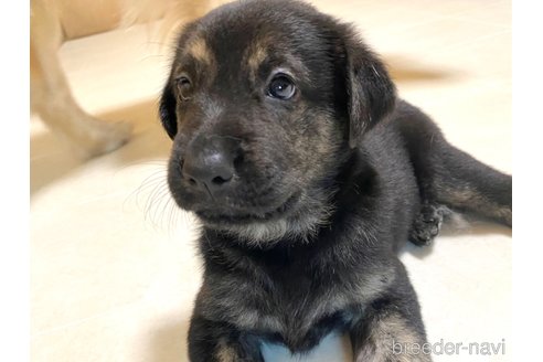 成約済の三重県のミックス犬-342280の3枚目