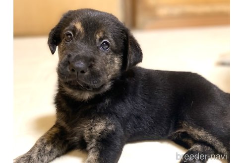 成約済の三重県のミックス犬-342280の4枚目