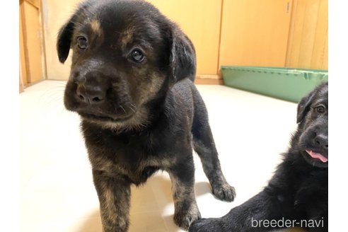 成約済の三重県のミックス犬-342280の5枚目