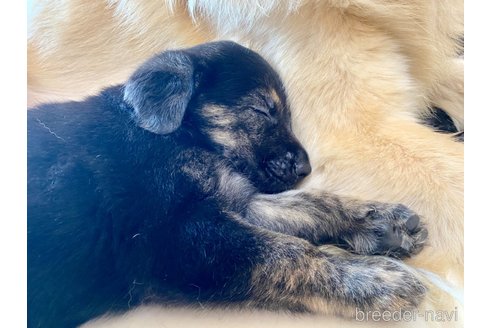 成約済の三重県のミックス犬-342280の2枚目