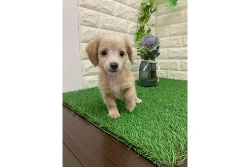 成約済の岡山県のチワックス:チワワ×ミニチュアダックスフンド-342283の3枚目