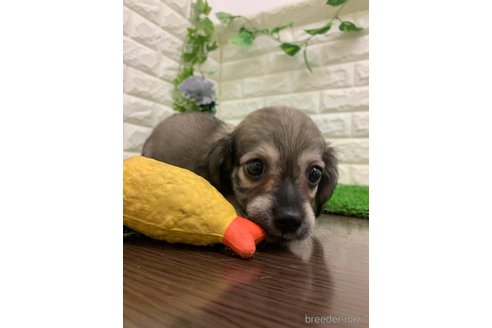 成約済の岡山県のチワックス:チワワ×ミニチュアダックスフンド-342285の2枚目