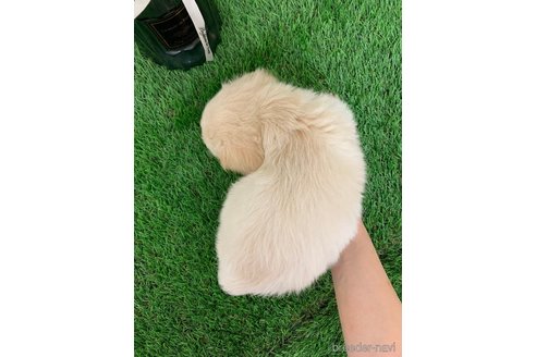 成約済の岡山県のチワックス:チワワ×ミニチュアダックスフンド-342286の4枚目