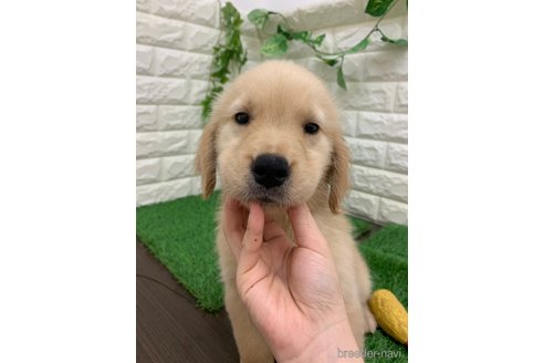 成約済の岡山県のゴールデンレトリーバー-342287の5枚目