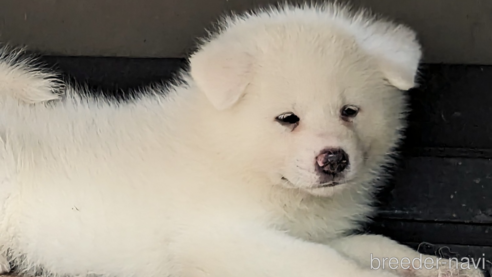 成約済の滋賀県の秋田犬-342289の2枚目