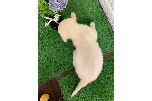 成約済の岡山県のラブラドールレトリーバー-342288の3枚目