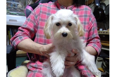 成約済の栃木県のマルプー:マルチーズ×トイプードル-342293の6枚目