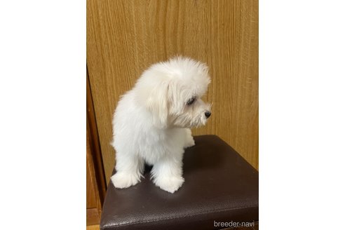 成約済の福岡県のマルチーズ-326305の2枚目