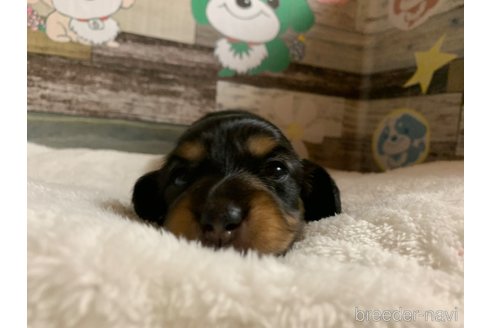 成約済の福岡県のミニチュアダックスフンド(ロングヘアード)-342304の3枚目