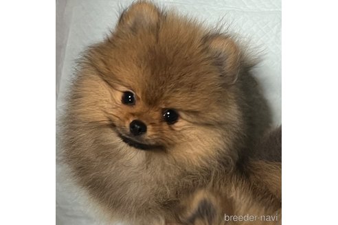 成約済の北海道のポメラニアン-337392の2枚目