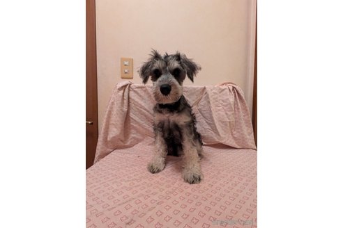 成約済の群馬県のミニチュアシュナウザー-331195の2枚目