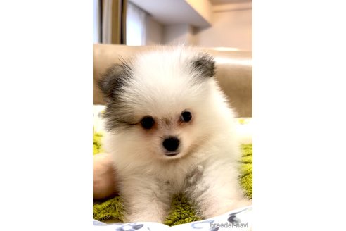 成約済の奈良県のポメラニアン-342332の7枚目