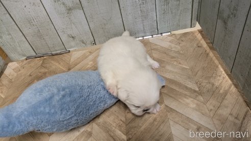 成約済の熊本県のペキニーズ-338455の22枚目