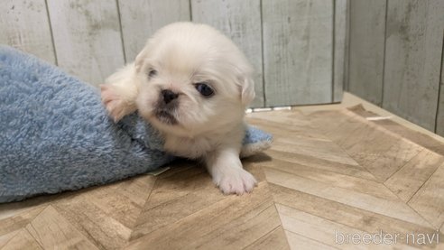 成約済の熊本県のペキニーズ-338455の21枚目