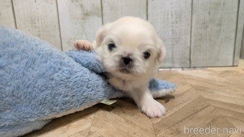 成約済の熊本県のペキニーズ-338453の14枚目
