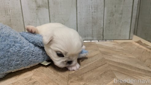 成約済の熊本県のペキニーズ-338453の13枚目