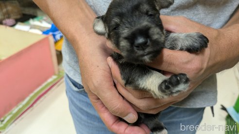 成約済の熊本県のミニチュアシュナウザー-340464の20枚目