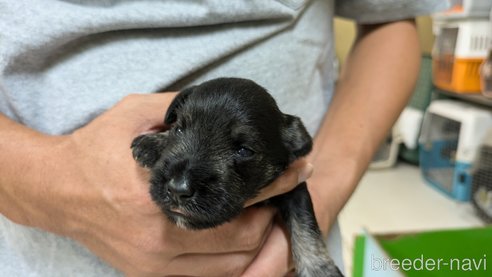 成約済の熊本県のミニチュアシュナウザー-342355の12枚目