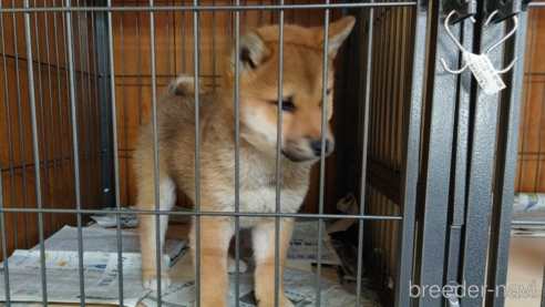 成約済の岡山県の柴犬-337194