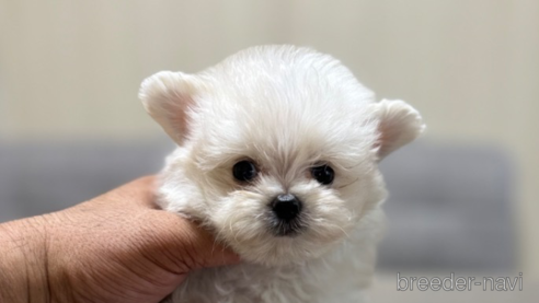 成約済の静岡県のポメマル:ポメラニアン×マルチーズ-341651の1枚目