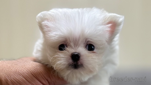 成約済の静岡県のポメマル:ポメラニアン×マルチーズ-341650の2枚目