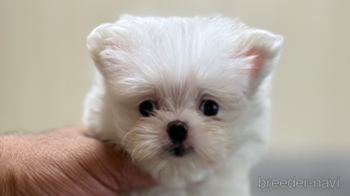 成約済の静岡県のポメマル:ポメラニアン×マルチーズ-341650の1枚目