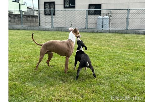 成約済の埼玉県のイタリアングレーハウンド(イタグレ)-342380の2枚目