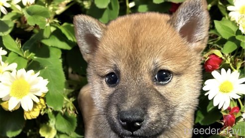 成約済の福岡県の柴犬-342407の3枚目