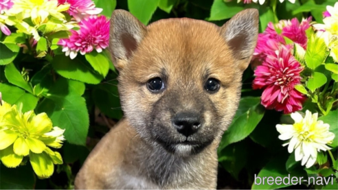 成約済の福岡県の柴犬-342407の2枚目