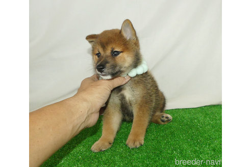 成約済の静岡県の柴犬-342414の5枚目