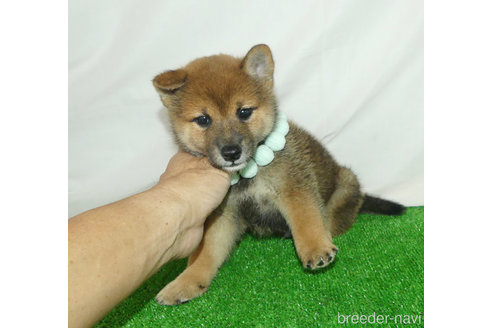 成約済の静岡県の柴犬-342414の4枚目