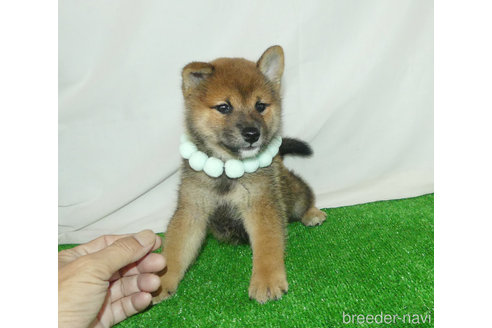 成約済の静岡県の柴犬-342414の3枚目