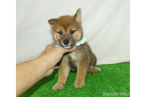 成約済の静岡県の柴犬-342414の2枚目