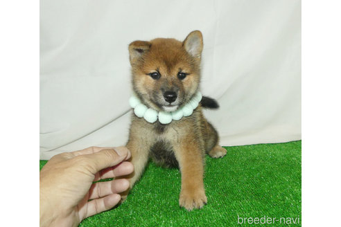 成約済の静岡県の柴犬-342414の1枚目