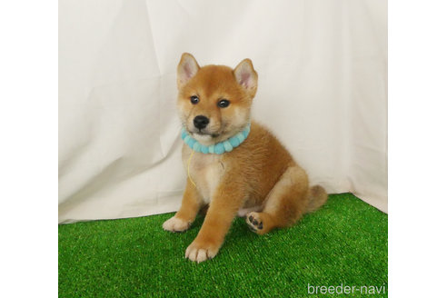 成約済の静岡県の柴犬-342416の5枚目