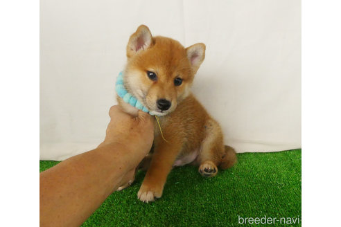 成約済の静岡県の柴犬-342416の4枚目