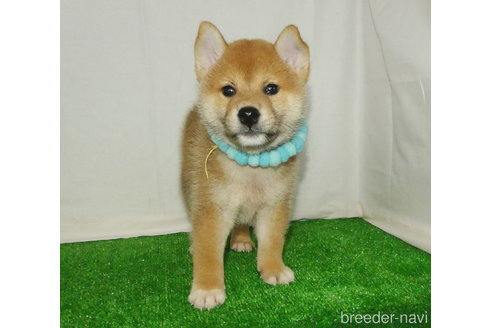 成約済の静岡県の柴犬-342416の3枚目