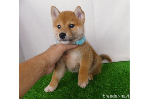 成約済の静岡県の柴犬-342416の2枚目