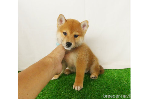 成約済の静岡県の柴犬-342416の1枚目