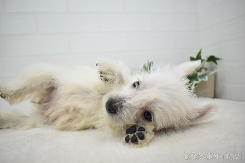 成約済の愛知県のウエストハイランドホワイトテリア(ウエスティ)-342295の8枚目